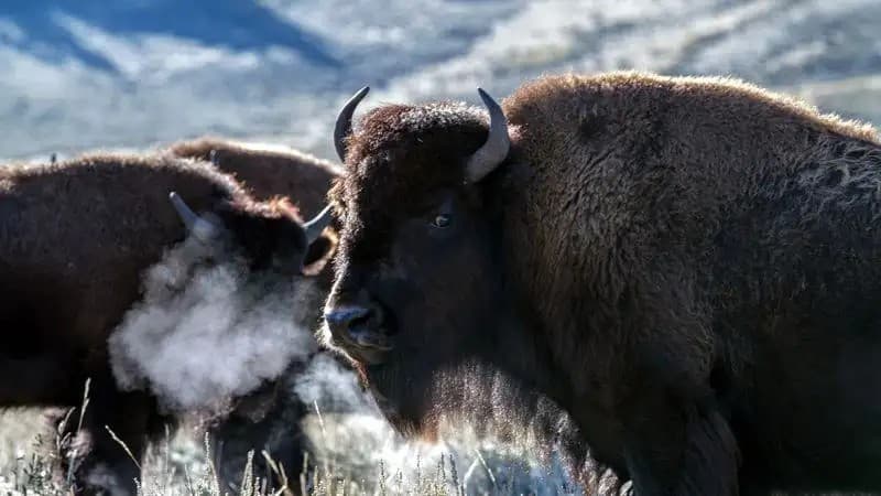 Сарыарқа алыптары: Қарағанды облысындағы бизондардың қайта оралуы