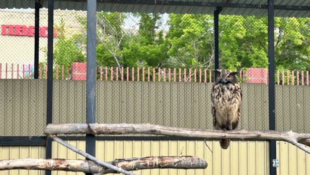 Карагандинский зоопарк - фото 2